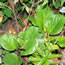 Bergenia purpurescens